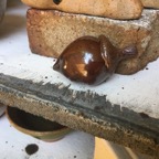 Acorn.jpeg